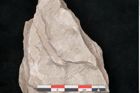 Foto (Detailansicht) von Dictyopteris brongniarti Gutb. (NHMW-GEO-2024-0188-10765)